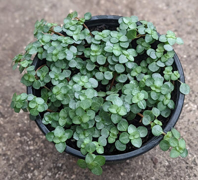 4" Pilea Glauca Mystifall